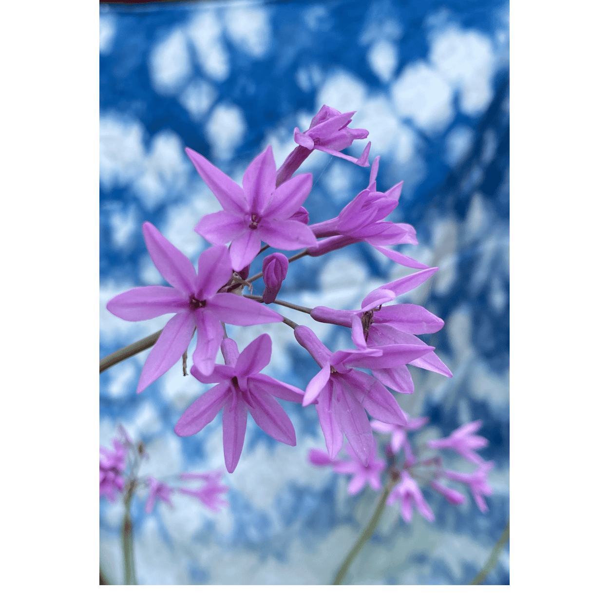 Lilly