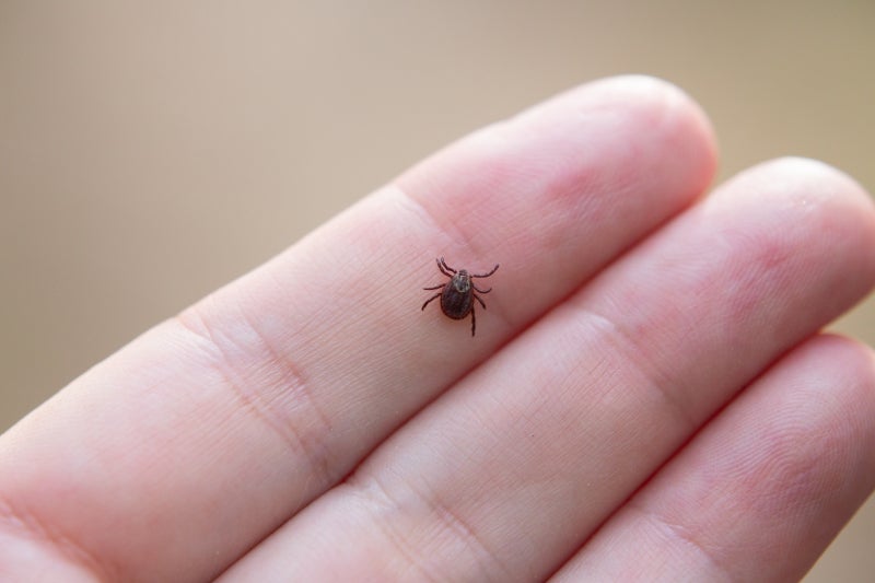 A small tick on the palm side of a person's first finger.