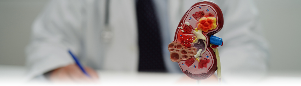 A 3D model of a kidney sits atop a desk that an unidentified doctor sits faded out in the background