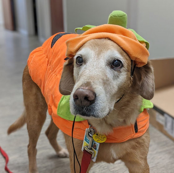 A close-up photo of Bella dressed in a pumpkin costume for Halloween.