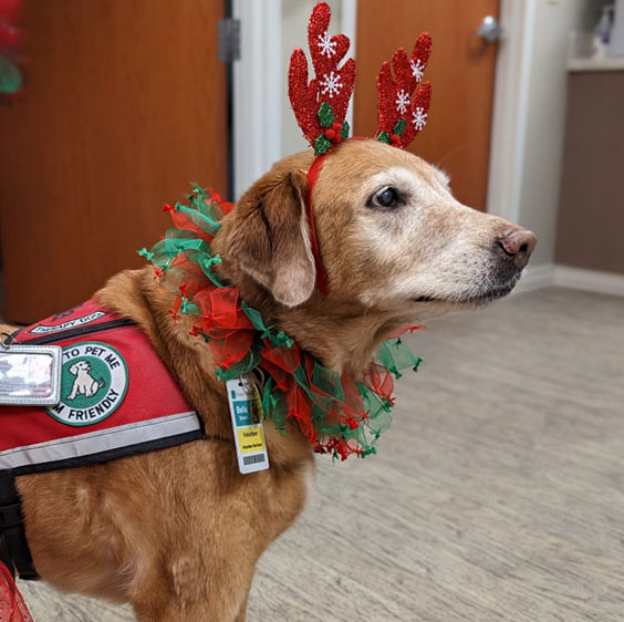 A close-up photo of Bella, wearing a Christmas scarf and red antler ears