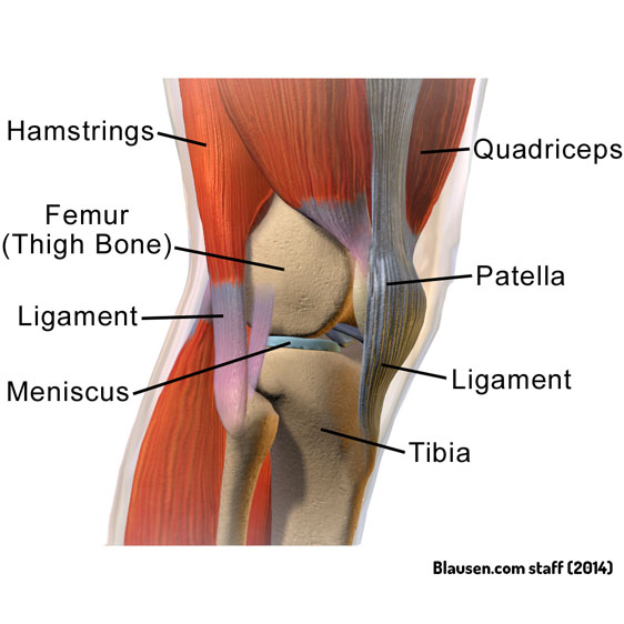 Knee anatomy by: Blausen.com staff (2014)