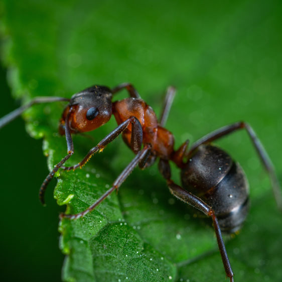 ant on a leaf