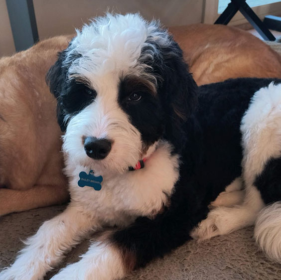  A close-up shot of Bailey, a 7-month-old black-and-white Bernedoodle, who volunteer Sunday Brown is training to be a therapy dog.