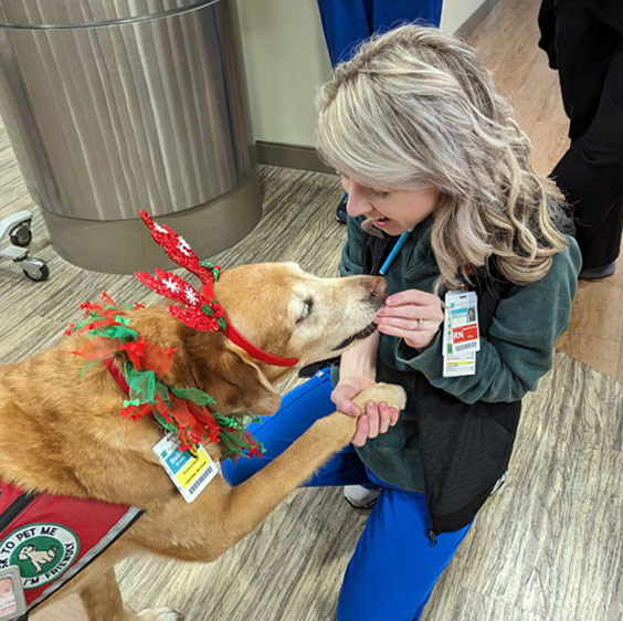 Bella, wearing a Christmas scarf and red antler ears, receives a treat from a Beaufort Memorial staff member.