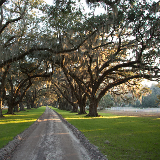 tree lined path